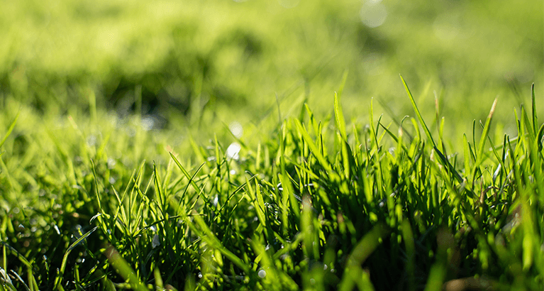 Il tuo verde, la nostra Promo Primavera! | Efco Il tuo verde, la nostra Promo Primavera! | Efco