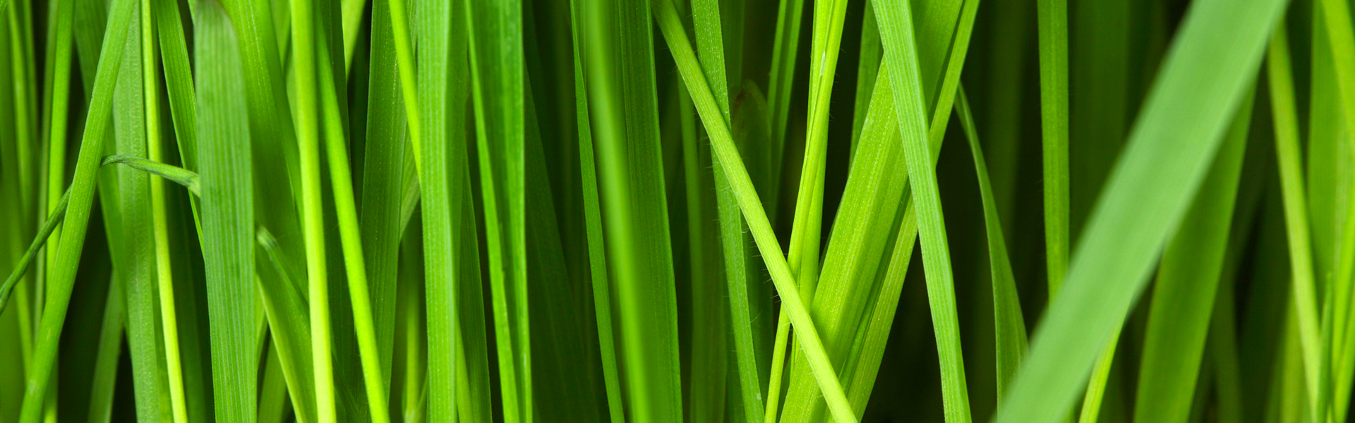 English lawn grass discount
