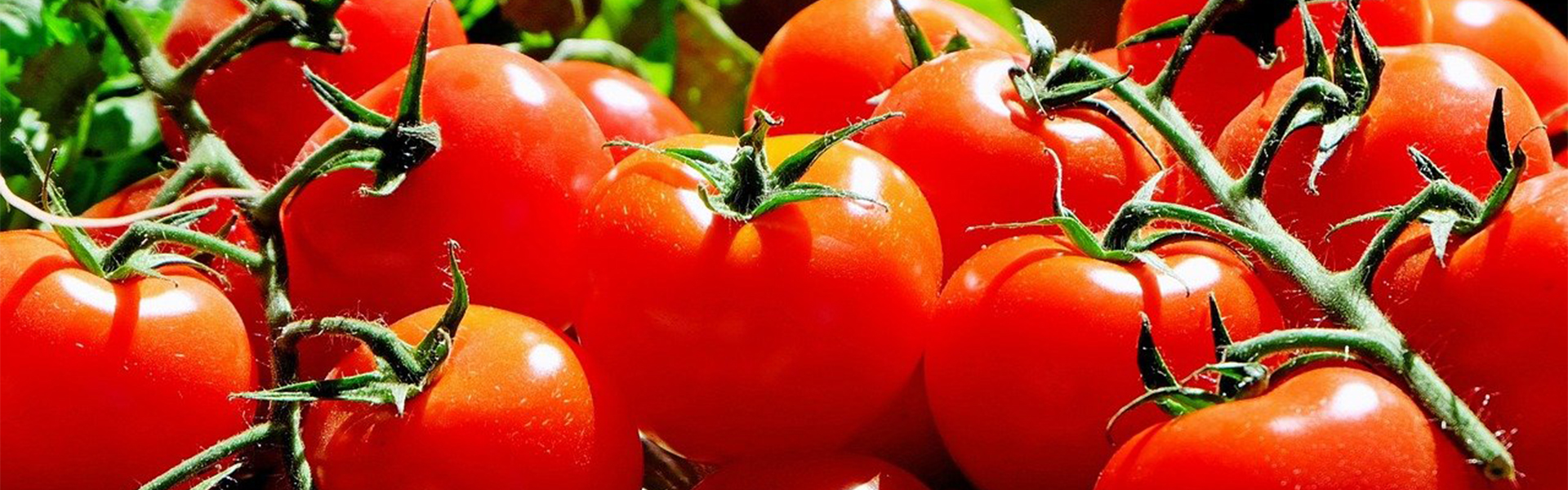 Too Many Tomatoes : Compost and the Chipper Shredder