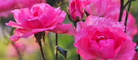 Rose Pruning: How Is it Done?
