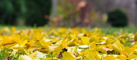 Your top tools for garden care in autumn
