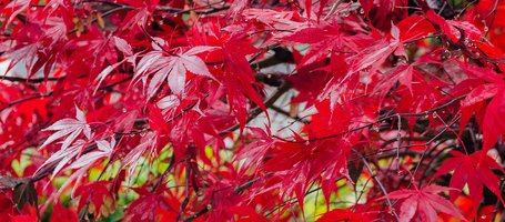 How to prune maple trees