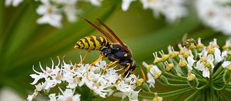 Hornet control: how to get rid of them effectively