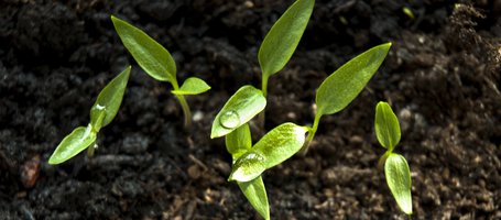 How to perform false sowing