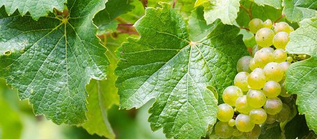 Grapevine powdery mildew: prevention and treatment
