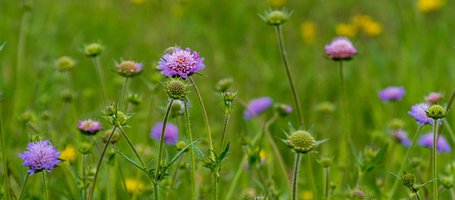 Lawnmowers: how to choose the right one for you