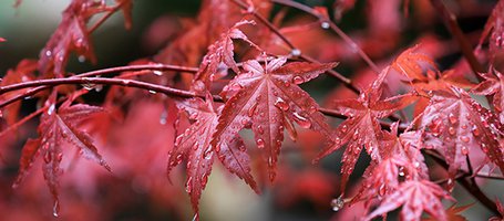 Rainwater harvesting: here's how to do it right