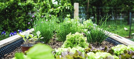 How to protect the vegetable patch from the heat