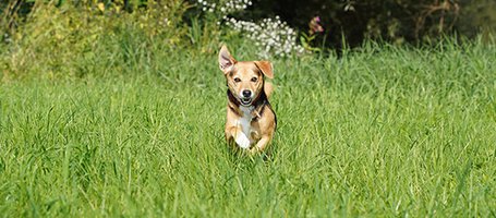 The secret to eliminating fleas in the countryside