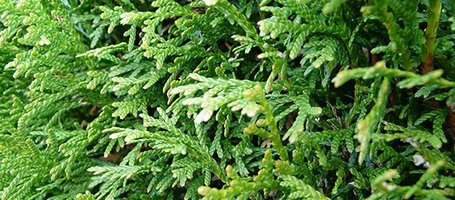 Evergreen garden plants: pruning, treatments and care