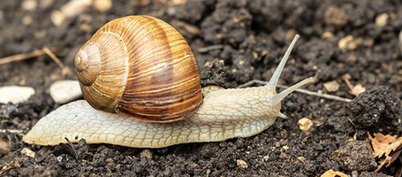 Snail farming: what it involves and how to do it