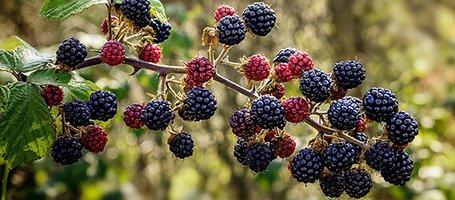 How to clear a patch of brambles: practical guide