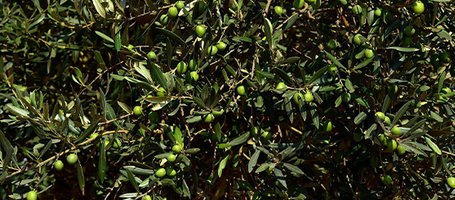 How to take better care of olive trees: tips, treatments and pruning