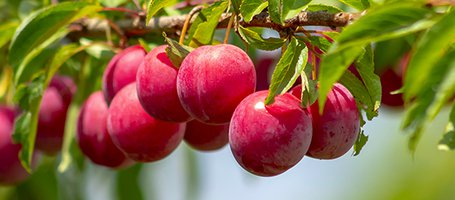 How to make an orchard: the complete guide