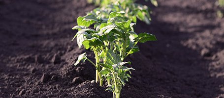 How to improve soil conditions