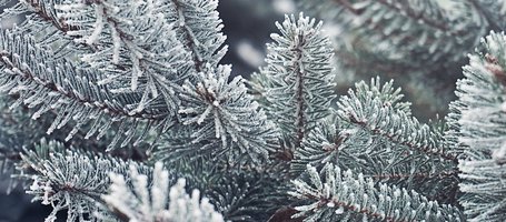 Protect Plants from the Cold: Find Out How