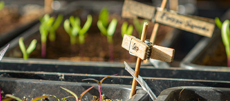 How to build a DIY greenhouse