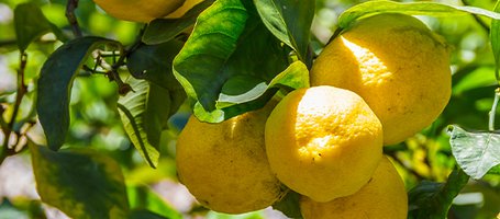 How to prune lemon trees