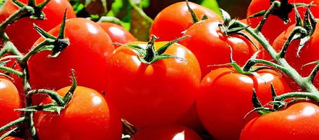 How to grow tomatoes: from sowing to harvesting