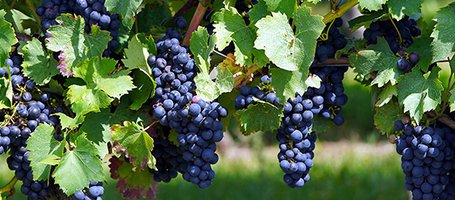 How to create an espalier vineyard
